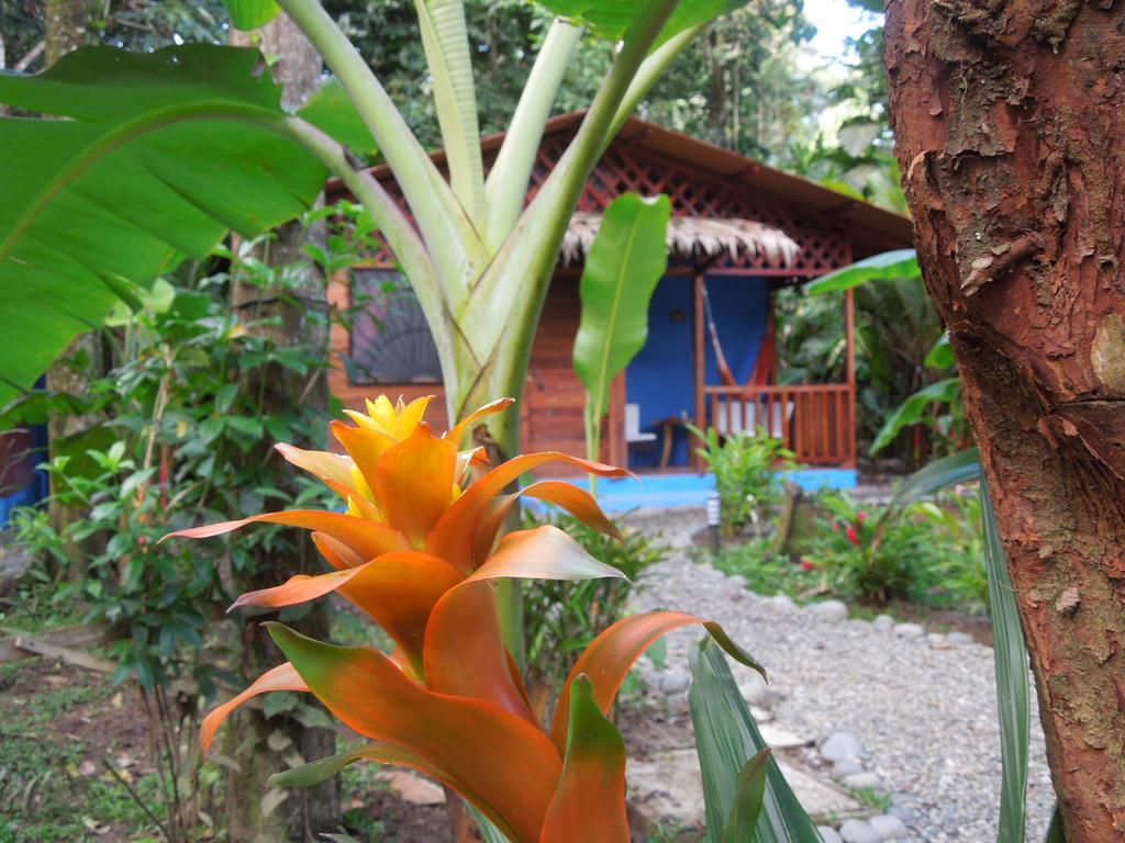 花卉简易别墅 Puerto Viejo de Talamanca 外观 照片