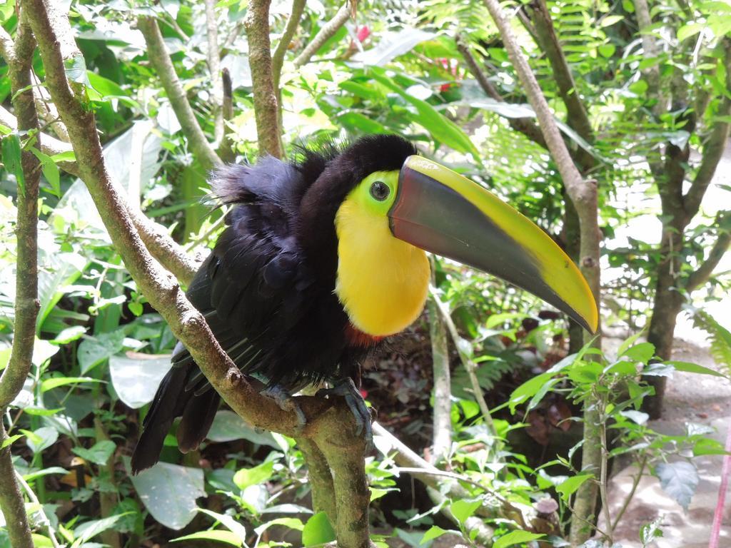 花卉简易别墅 Puerto Viejo de Talamanca 外观 照片