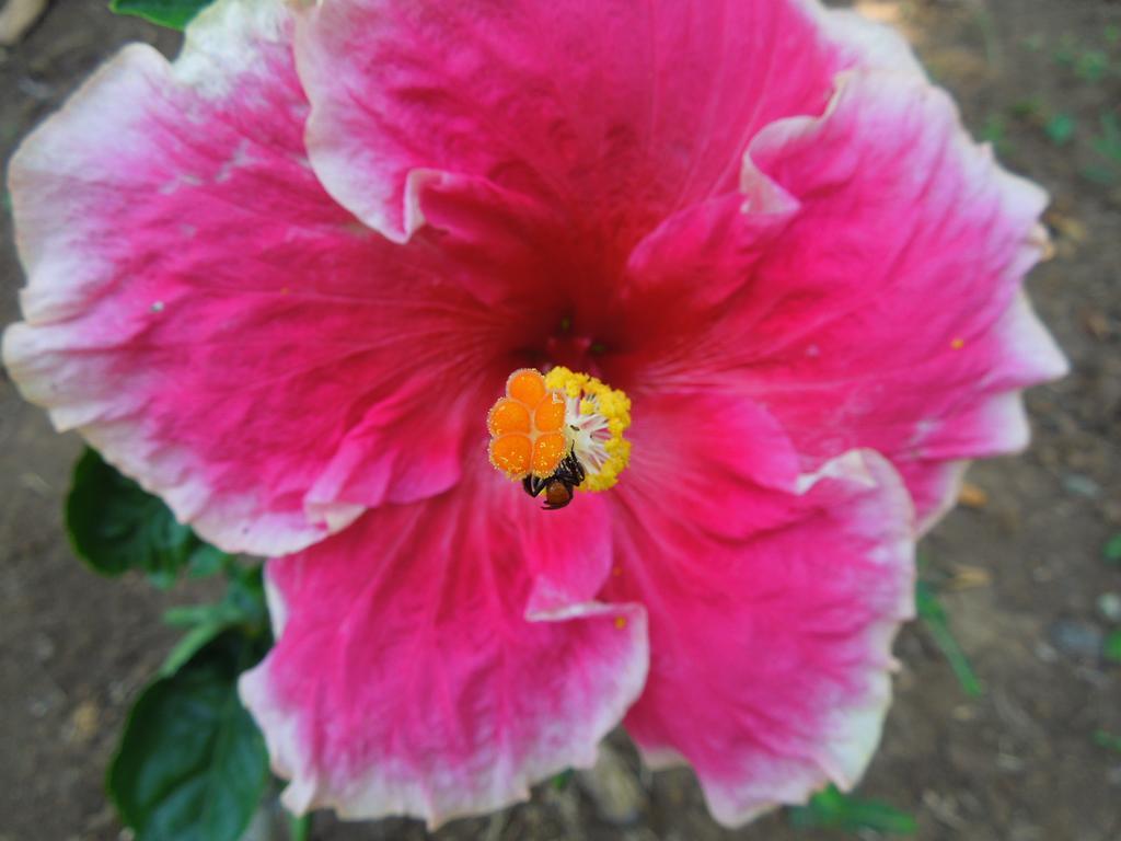 花卉简易别墅 Puerto Viejo de Talamanca 外观 照片